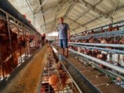 Nasib Peternak Ayam Petelur di Tasikmalaya, Jual Mobil Untuk Pakan 0e3af62907baa73f15deaaf281977109.jpg