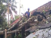Pohon Tumbang Menimpa Rumah di Ciamis 95b8864f6242671c0805b24dfe250d3e.jpg
