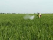 Cara Pupuk Kujang Bantu Petani Subang dari Serangan Wereng IMG-20211014-WA0035.jpg