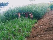 Pakchong Guranteng Diminati Peternak Berbagai Daerah f66f75963f7ec80d1e4db57a08d439ea.jpg