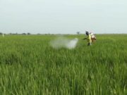 Kisah Tim Makmur Pupuk Kujang Selamatkan Petani Subang dari Serangan Wereng sawah-di-subang.jpg