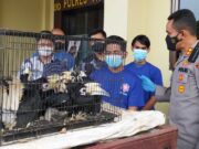 Penjualan Puluhan Ekor Burung Dilindungi Digagalkan d3033cbf30384ea728a202974516d909.jpg