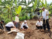 Tingkatkan Produktivitas, Lahan Tidur di Kota Tasikmalaya Ditanami Jahe Gajah d644d52c09d3f4d5c4c689cc2970edd9.jpg