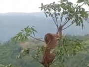 Viral Macan Tutul, KSDA : Ada 3 Ekor di Kawasan Hutan Cibalong Garut ee783110cc1e7592995937a71082e9c6.jpg