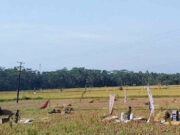 50 Hektar Sawah Gagal Panen 424d63f7e8769f4de14aa597e4b71530.jpg