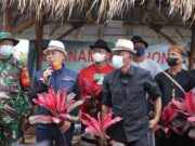 Pemkab Subang Gencarkan Penanaman Ribuan Pohon Hanjuang Merah di Pinggir Jalan hanjuang-2.jpg