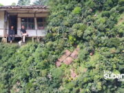 Kampung Tua di Tengah Hutan Subang Ditinggalkan Penghuninya, Sisakan 1 Keluarga Diantara Rumah-rumah Kosong. Ada Apa ? kampung-hutan-palasari-subang.jpg