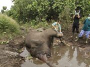 Gajah Sumatera Ditemukan Mati Terjerat di Aceh 1c9add58403b30f3d942884d6004c329.jpg