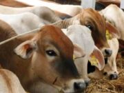 Stok Hewan Kurban di Ciamis Masih Kurang ,Disnakkan Upayakan dari Luar Daerah 0a6c0269e27ffb33043987613e4419d1.jpg