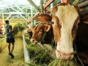 Hewan Ternak Diduga Terpapar PMK di Kota Bandung Dikarantina c6e91d819be945cb038290b29c2f32ce.jpg