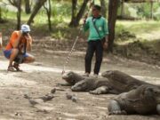 Tiket Taman Nasional Komodo Naik 134acfb02fce0ce31a83940001ebd2e2.jpg