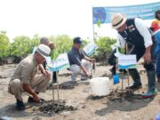 192 Hektare Daratan Sekitar Pondokbali Berubah Menjadi Lautan, Kang Emil dan Kang Jimat Tanam Mangrove ridwan-kamil-tanam-mangrove.jpg