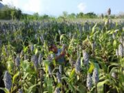 Pemerintah Berikan Kemudahan Akses Permodalan Budidaya Sorgum 1e393e58c04aaa57083ad7d9b06c2f39.jpg