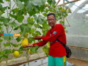 Purnawirawan TNI di Kota Banjar Sukses Budidaya Melon Purnawirawan-TNI-di-Kota-Banjar-Sukses-Budidaya-Melon.jpg