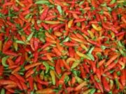 BBM Naik, APPSI Kota Tasikmalaya : Harga Komoditas Naik Hingga 25 Persen 054682ede1f43da871517f7ce76be30f.jpg