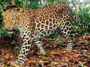 Macan Gunung Sawal Ciamis Kembali Turun ke Kampung, Warga Harus Waspada! Macan.jpg