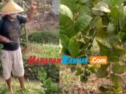 Harga Pupuk Naik, Petani Jeruk Lemon di Pangandaran Merugi Petani-Jeruk.jpg