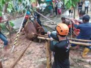 Ngamuk Lalu Masuk Sumur, Seekor Sapi di Kota Banjar Berhasil Selamat Seekor-Sapi-di-Kota-Banjar.jpeg