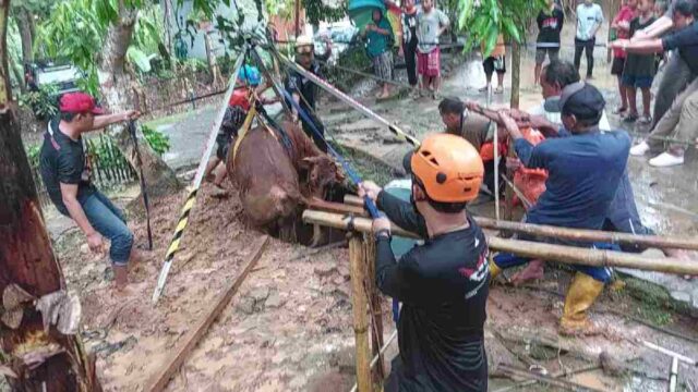 Seekor-Sapi-di-Kota-Banjar.jpeg