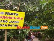 Kawasan Agrowisata di Kota Banjar akan Ditanami 100 Pohon Jambu Air Madu Agrowisata.jpg
