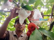 Budi Daya Jambu Air Madu Kota Banjar Hasilkan Cuan Melimpah Budi-Daya-Jambu-Air-Madu-Kota-Banjar-Hasilkan-Cuan-Melimpah.jpg