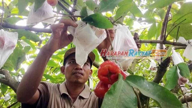 Budi-Daya-Jambu-Air-Madu-Kota-Banjar-Hasilkan-Cuan-Melimpah.jpg