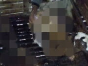 Belasan Domba Mati Diserang Anjing Liar di Pangandaran Domba-Korban-Anjing-Liar.jpg