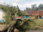 Dua Sekolah di Pangandaran Tertimpa Pohon Tumbang dalam Semalam Dua-Sekolah-di-Pangandaran-Tertimpa-Pohon-Tumbang-dalam-Semalam.jpg
