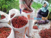 Harga Terjun Bebas, Petani Cabai di Panawangan Ciamis Mengeluh Cuma Balik Modal Harga-Terjun-Bebas-Petani-Cabai-di-Panawangan-Ciamis-Mengeluh.jpg