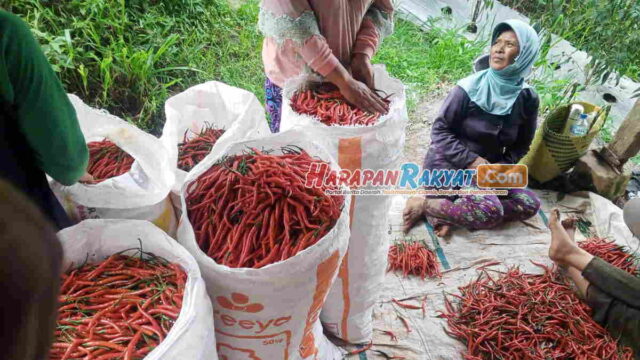 Harga-Terjun-Bebas-Petani-Cabai-di-Panawangan-Ciamis-Mengeluh.jpg