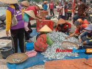 Meski Musim Hujan, Panen Ikan Layang Nelayan Pangandaran Melimpah Ikan-Layang.jpg