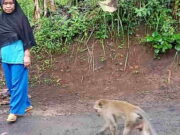 Kawanan Monyet di Tasikmalaya Turun Gunung, Diduga Kelaparan Kawanan-Monyet-di-Tasikmalaya-Turun-Gunung-Diduga-Kelaparan.jpg