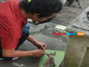 Kisah Haru Wartawan Tasikmalaya Beri Makan Hingga Evakuasi Kucing Terlantar Kisah-Haru-Wartawan-Tasikmalaya-Tolong-Kucing-Terlantar.jpg