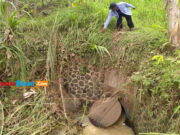 Klep Pembuangan Rusak, Banjir Rendam 23 Rumah di Ciamis Klep-Pembuangan-Rusak.jpg