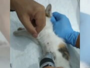 Sadis! Belasan Kucing di Tasikmalaya Digorok dan Dimutilasi Kucing-di-Tasikmalaya-Digorok.jpeg