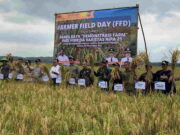 Panen Raya di Lakbok Ciamis, Hasil Meningkat dengan Padi Hibrida Panen-Raya-di-Lakbok-Ciamis-Hasil-Meningkat-dengan-Padi-Hibrida.jpeg