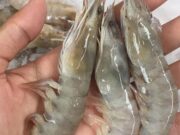 Petambak Udang Vaname Pangandaran Bagikan Cara Budidaya Agar Hasil Maksimal Petambak-Udang-Vaname.jpeg