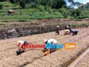 Budidaya Bawang Merah Menjanjikan, Koptan Sukamukti Ciamis dapat Bantuan 3 Ton Benih Petani.jpg