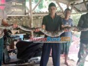 Pria di Ciamis Menangkap Ular Sanca 3 Meter dengan Tangan Kosong Pria-di-Ciamis-Menangkap-Ular-Sanca-3-Meter-dengan-Tangan-Kosong.jpg