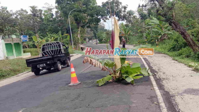 Warga-Pangandaran-Tanam-Pohon-Pisang-di-Jalan-Nasional-yang-Rusak.jpg