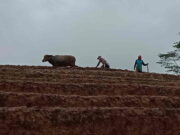 Bajak Sawah dengan Kerbau di Pangandaran Bisa Jadi Daya Tarik Wisatawan Bajak-Sawah-dengan-Kerbau-di-Pangandaran-Bisa-Jadi-Daya-Tarik-Wisatawan.jpg