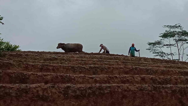 Bajak-Sawah-dengan-Kerbau-di-Pangandaran-Bisa-Jadi-Daya-Tarik-Wisatawan.jpg