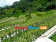 Petani Bawang Merah di Panawangan Ciamis Terancam Gagal Panen, Ini Penyebabnya Bawang-Merah.jpg