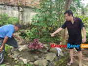 Kemunculan Bunga Bangkai di Tasikmalaya Sempat Hebohkan Warga Bunga-Bangkai.jpg