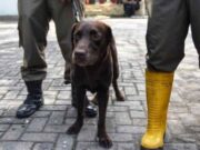 Kisah Coco, Anjing Pelacak yang Bantu Tim SAR Temukan Korban Gempa Cianjur Coco.jpg