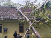 Disapu Hujan Angin, Pohon Tumbang Timpa Rumah Warga Ciamis Disapu-Hujan-Angin-Pohon-Tumbang-Timpa-Rumah-Warga-Ciamis.jpg