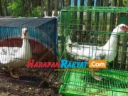 Komunitas Petromas di Pangandaran Konsisten Budidaya Entok Hias Entok-Hias.jpg