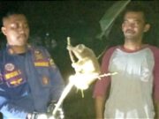 Damkar Ciamis Evakuasi Kukang di Pohon Kedongdong IMG_20221102_073756_CIBb0wyo2P_2G1oIDeQ4B.jpeg