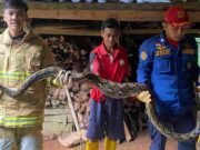 Damkar Ciamis Evakuasi Ular Sanca Batik yang Sembunyi di Kandang Ayam IMG_20221116_091643_VUXjGAfN8Z_Puayts9K4h.jpeg