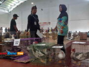 Ratusan Entok Hias Beradu di Kontes Entok Kota Banjar Kontes-Entok-Hias-Kota-Banjar.jpg